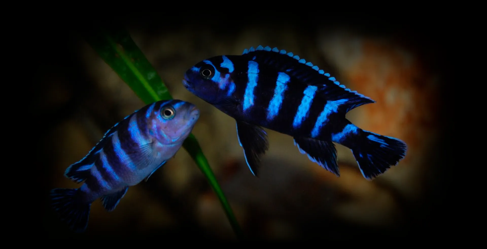 Imagem de fundo de Demasoni Pombo - Poytara